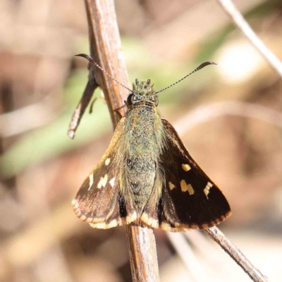 Dispar compacta (Barred Skipper) at O'Connor, ACT - 9 Mar 2023 by ConBoekel