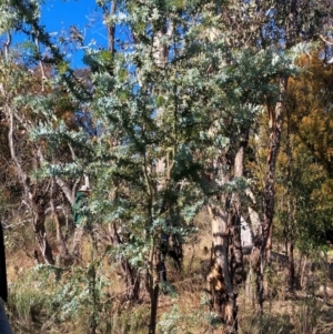 Acacia baileyana at Watson, ACT - 15 May 2023