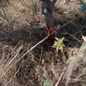 Acacia baileyana at Watson, ACT - 15 May 2023