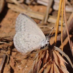 Zizina otis (Common Grass-Blue) at O'Connor, ACT - 8 Mar 2023 by ConBoekel