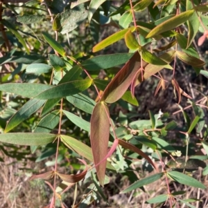 Eucalyptus aggregata at Watson, ACT - 15 May 2023 04:00 PM