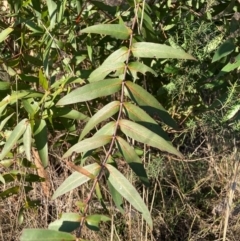 Eucalyptus aggregata at Watson, ACT - 15 May 2023