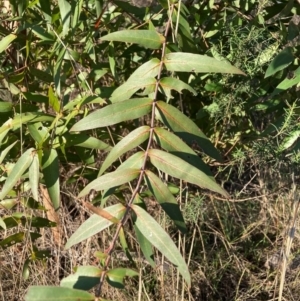 Eucalyptus aggregata at Watson, ACT - 15 May 2023