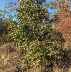 Eucalyptus aggregata at Watson, ACT - 15 May 2023