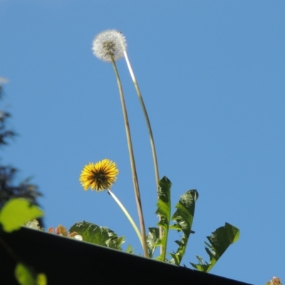 Taraxacum sp. (Dandelion) at Conder, ACT - 10 Nov 2022 by MichaelBedingfield