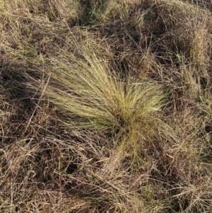 Nassella trichotoma at Watson, ACT - 15 May 2023