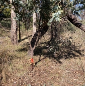 Acacia baileyana at Watson, ACT - 15 May 2023 11:35 AM