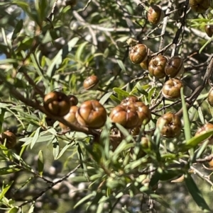 Leptospermum sp. at Narrawa, NSW - 11 May 2023 02:22 PM