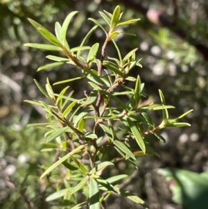 Leptospermum sp. at Narrawa, NSW - 11 May 2023 02:22 PM