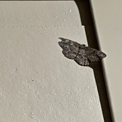 Boarmiini (tribe) (Unidentified Looper moth) at Surf Beach, NSW - 16 May 2023 by Hejor1