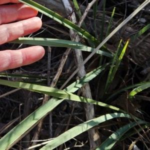 Dianella revoluta var. revoluta at Weetangera, ACT - 16 May 2023 10:20 AM