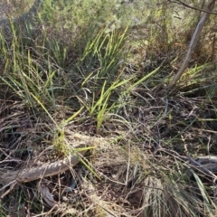 Dianella revoluta var. revoluta at Weetangera, ACT - 16 May 2023 10:20 AM