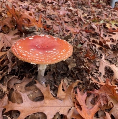 Amanita muscaria (Fly Agaric) at Beechworth, VIC - 17 May 2023 by jks