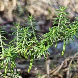 Cassinia aculeata subsp. aculeata at Weetangera, ACT - 16 May 2023 01:49 PM