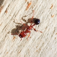 Podomyrma gratiosa (Muscleman tree ant) at Aranda, ACT - 16 May 2023 by CathB