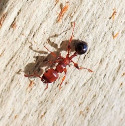 Podomyrma gratiosa (Muscleman tree ant) at Aranda Bushland - 16 May 2023 by CathB