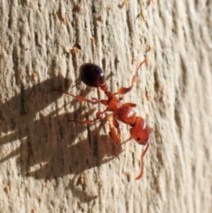 Podomyrma gratiosa at Aranda, ACT - 16 May 2023