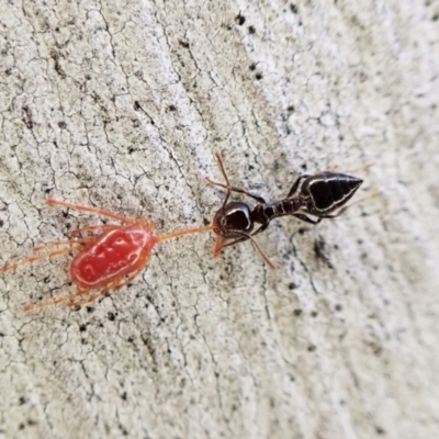 Crematogaster sp. (genus) (Acrobat ant, Cocktail ant) at Aranda Bushland - 16 May 2023 by CathB