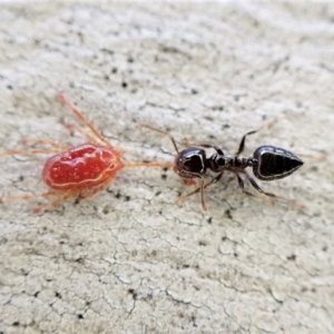 Crematogaster sp. (genus) at Aranda, ACT - 16 May 2023 05:00 PM