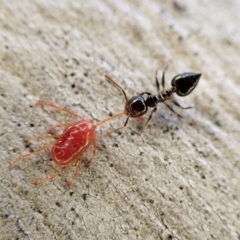 Crematogaster sp. (genus) at Aranda, ACT - 16 May 2023 05:00 PM