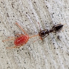 Rainbowia sp. (genus) (A mite) at Aranda, ACT - 16 May 2023 by CathB