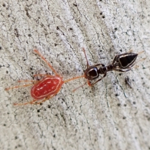 Rainbowia sp. (genus) at Aranda, ACT - 16 May 2023