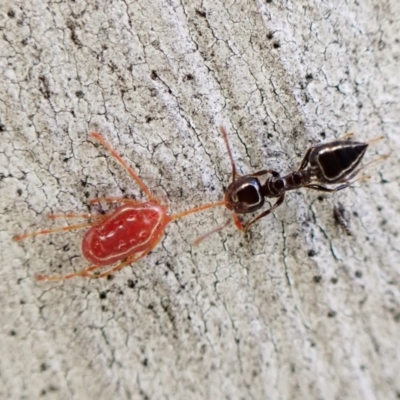 Rainbowia sp. (genus) (A mite) at Aranda Bushland - 16 May 2023 by CathB