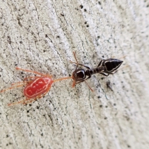 Rainbowia sp. (genus) at Aranda, ACT - 16 May 2023