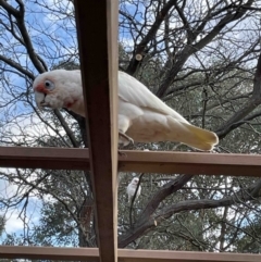 Cacatua tenuirostris (Long-billed Corella) at Florey, ACT - 17 May 2023 by JohnBrannan