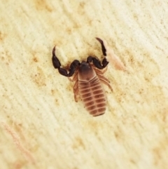 Conicochernes sp. (genus) (Chernetid Pseudoscorpion) at Aranda Bushland - 16 May 2023 by CathB