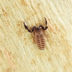 Conicochernes sp. (genus) at Aranda, ACT - 16 May 2023