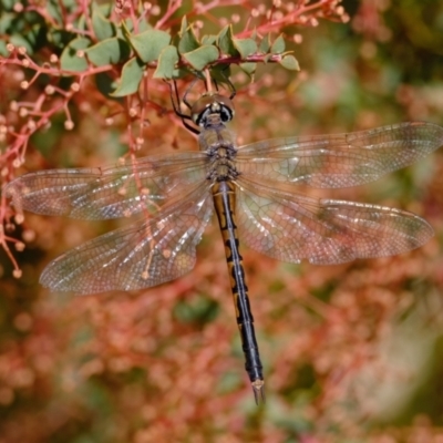 Hemicordulia tau (Tau Emerald) at West Belconnen Pond - 17 May 2023 by Kurt