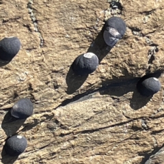 Nerita melanotragus (Black Nerite) at Lilli Pilli, NSW - 17 May 2023 by Hejor1