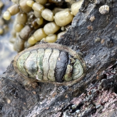 Sypharochiton pelliserpentis (Snakeskin Chiton) at Lilli Pilli, NSW - 17 May 2023 by Hejor1
