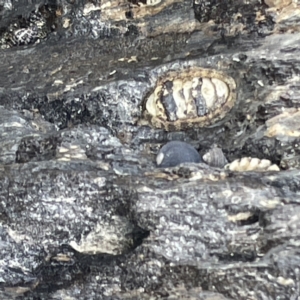 Sypharochiton pelliserpentis at Lilli Pilli, NSW - 17 May 2023 12:29 PM