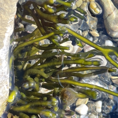 Codium fragile at Lilli Pilli, NSW - 17 May 2023 by Hejor1