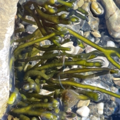 Unidentified Marine Alga & Seaweed at Lilli Pilli, NSW - 17 May 2023 by Hejor1