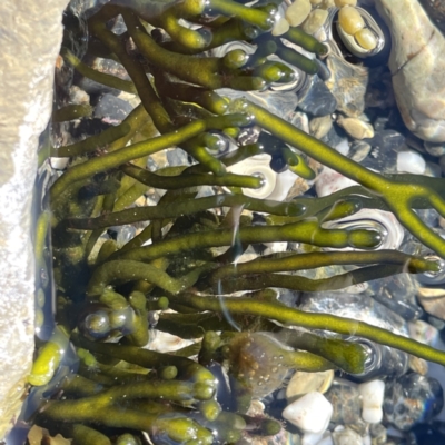Unidentified Marine Alga & Seaweed at Lilli Pilli, NSW - 17 May 2023 by Hejor1