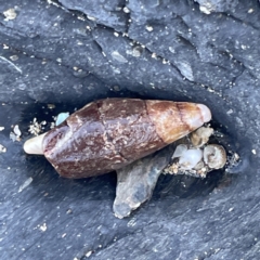 Unidentified Sea Snail or Limpet (Gastropoda) at Lilli Pilli, NSW - 17 May 2023 by Hejor1