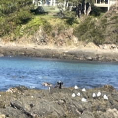 Phalacrocorax varius (Pied Cormorant) at Lilli Pilli, NSW - 17 May 2023 by Hejor1