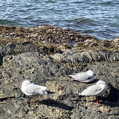 Chroicocephalus novaehollandiae (Silver Gull) at Lilli Pilli, NSW - 17 May 2023 by Hejor1