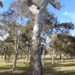 Eucalyptus melliodora (Yellow Box) at Kambah, ACT - 17 May 2023 by HelenCross