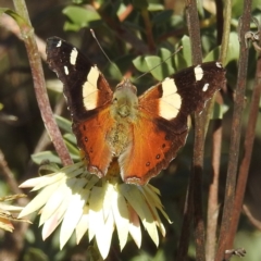 Vanessa itea (Yellow Admiral) at ANBG - 17 May 2023 by HelenCross