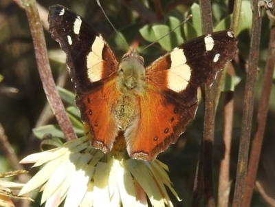 Vanessa itea (Yellow Admiral) at Acton, ACT - 17 May 2023 by HelenCross