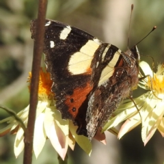 Vanessa itea at Acton, ACT - 17 May 2023 01:29 PM