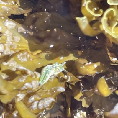 Unidentified Sea Slug, Sea Hare or Bubble Shell at Malua Bay, NSW - 17 May 2023 by Hejor1