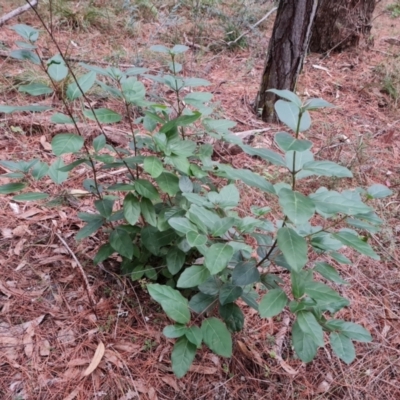 Viburnum tinus (Laurustinus) at Isaacs, ACT - 17 May 2023 by Mike