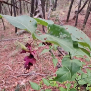 Leycesteria formosa at Isaacs, ACT - 17 May 2023 04:49 PM