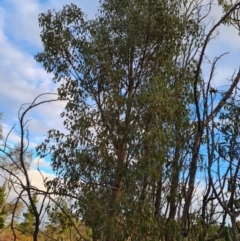 Brachychiton populneus subsp. populneus at Jerrabomberra, ACT - 17 May 2023