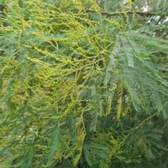 Acacia decurrens (Green Wattle) at Isaacs, ACT - 17 May 2023 by Mike